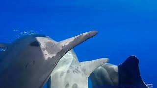 Roughtoothed dolphins [upl. by Yenaj]