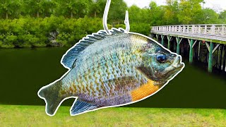 Fishing w GIANT Livebait for MONSTER Fish [upl. by Audette]