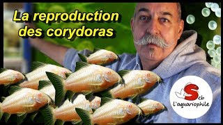 La reproduction des corydoras  Nouveau portrait daquariophile  ✔ [upl. by Orimisac]