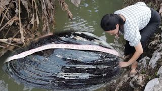 This 300 year old pearl clam is unique in its ability to produce precious and unique pearls [upl. by Bathelda]