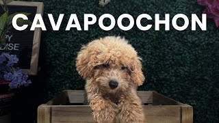 Available Cavapoochon Puppies [upl. by Asillem]