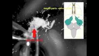 Larval Brain Dissection in Drosophila melanogaster [upl. by Trebor911]