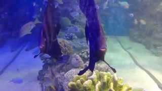 2 Hours of Beautiful Coral Reef Fish Relaxing Ocean Fish amp Stunning Aquarium Relax Music [upl. by Xavier313]