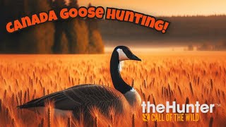 Hunting canade geese in Hirschfelden  cotw [upl. by Dawkins464]