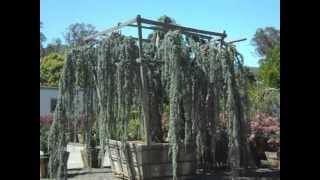 Weeping Blue Cedar [upl. by Bixler624]