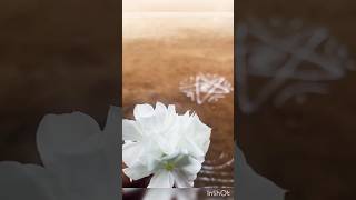 Catharanthus Billa ganneru 🤍 shorts viralvideo trending explore nature photography greenary [upl. by Ahsila]