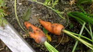 When to Harvest Carrots [upl. by Eilloh]