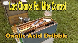 Last Chance Fall Mite Control  Oxalic Acid Dribble Method [upl. by Rock]