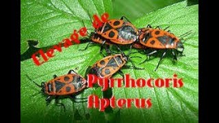 Comment bien commencer un élevage de gendarmes Pyrrhocoris Apterus [upl. by Ellennahs]