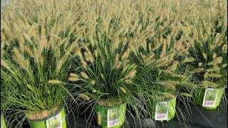 Pennisetum WorryFree® Praline™ Amazing NONINVASIVE Ornamental Grass🌈 that lasts longer [upl. by Nylitak]