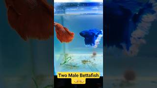 Betta FishBetta Fish TankBetta Fish Tank Setup shorts aquarium bettafish [upl. by Liatris]