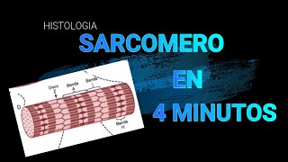 EL SARCOMERO EN 4 MINUTOS JHEY MEDICAL STUDIES [upl. by Court]