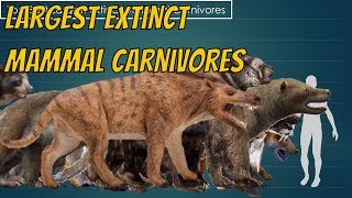 Top Largest Extinct Mammal Carnivores Size Comparison [upl. by Sada9]