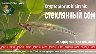 индийский стеклянный сом Kryptopterus bicirrhis или сомыпризраки [upl. by Virgilio217]