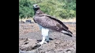 Magnificent Martial Eagle at ol Donyo [upl. by Assirak67]