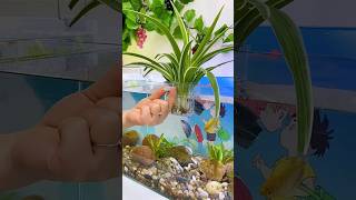 Good plant tools minifishtank waterlife aqualife subscribe [upl. by Rayham]