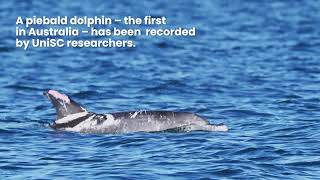 Piebald dolphin seen for the first time in Australia [upl. by Laram]