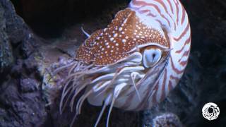 The Chambered Nautilus A Living Link With the Past [upl. by Elleinet]