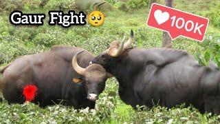 Almost dead 🥺  Gaur full fight I Indian Bison in Valparai Tamilnadu [upl. by Ydieh]