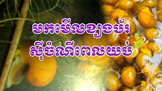 ខ្យងប័រស៊ីចំណីពេលយប់  Feeding the Snail at Night  ខ្យងធម្មជាតិព្រែកឯង [upl. by Lamphere98]