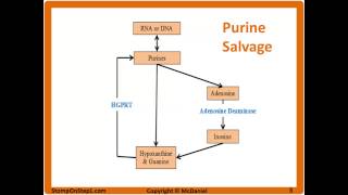 Purine Salvage Pathway LeschNyhan Syndrome SCID Gout treatment Allopurinol Uric Acid Renal Stone [upl. by Slack]