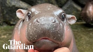 MooDeng the twomonthold baby pygmy hippo becoming an online giant [upl. by Eem]