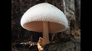 Identifying the Volvariella bombycina Silky Rosegill [upl. by Ivonne]