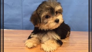 Cute Morkie puppies [upl. by Ricoriki]