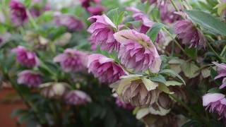 Hellebore Breeding  Walters Gardens [upl. by Atinihs387]