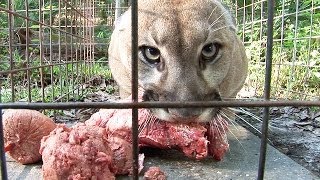 How to Feed 100 BIG CATS [upl. by Morita]