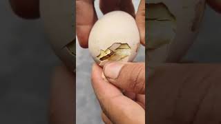 The Miracle of Hatching Chick Breaks Free from Eggshell  Chick Hatching Process [upl. by Dennard]