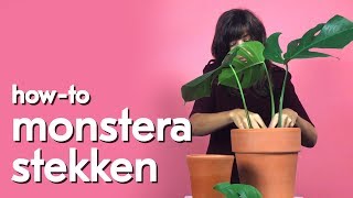 Hoe maak je stekken van een monstera [upl. by Guibert795]