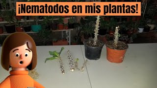 ¡NEMATODOS EN MIS PLANTAS ¿CÓMO CUIDARLAS [upl. by Birkner]