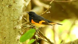 American Redstart  Pat ONeil Bird IDs [upl. by Shreeves]