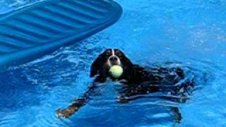 Bernese Mountain Dog Swims [upl. by Bree]