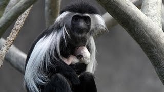 Newborn Angolan colobus monkey at Brookfield Zoo [upl. by Skrap]