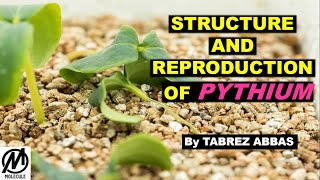 STRUCTURE AND REPRODUCTION OF PYTHIUM  BSc MSc Entrance [upl. by Anitrak]