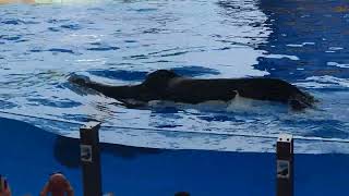 Orca in1 Loro Park Tenerife Spain May 2024 [upl. by Kentigera644]