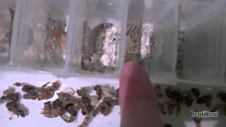 How To Breed Giant Mealworms [upl. by Airtened797]