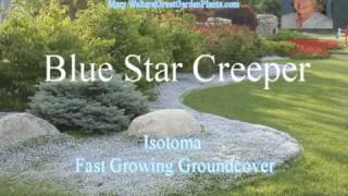 Blue Star CreeperFast Growing Groundcover [upl. by Anwahsed54]