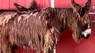 Donkey With Long Shaggy Hair The Rare Poitou Donkey Rare Ancient French Breed [upl. by Alicec724]