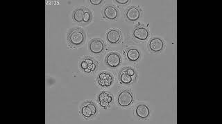 Timelapse of parthenogenetic activation [upl. by Herrington]