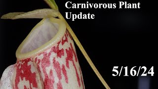 Carnivorous Plant Update 51624 [upl. by Jezrdna]