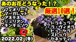 ◆【厳選10選】植え付けその後の様子🌱やっちゃんねるは全部見せます❗️ [upl. by Farant628]