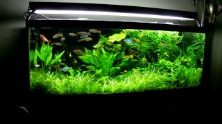 75 Gallon Planted Aquarium March 2013 [upl. by Enawd]