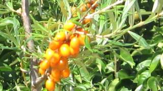 Sanddorn  Seabuckthorn Frugana [upl. by Basile385]