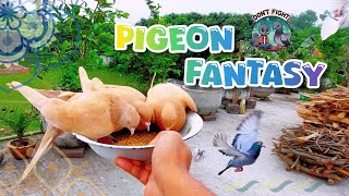 Pigeon Fantasy ❤️ PigeonFantasy PigeonLove BirdFeeding AnimalMoments BirdLovers [upl. by Quarta789]