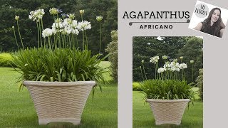 AGAPANTHUS AFRICANO [upl. by Obie]