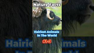 Hairiest Animals In The World 13 🐂🦬 hairy animals snapfacts dailyfacts factsvideos [upl. by Rivera207]