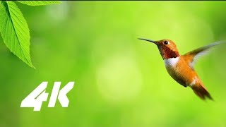 4K REAL HDR NATURE RELAXING VIDEO FOR 4K OLED TV720PHD [upl. by Eceinart]